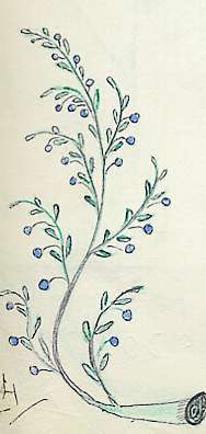 branche petites fleurs bleues